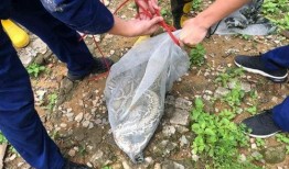 网友爆料出现大蟒蛇视频,巨型蟒蛇现身，现场视频引发网友热议